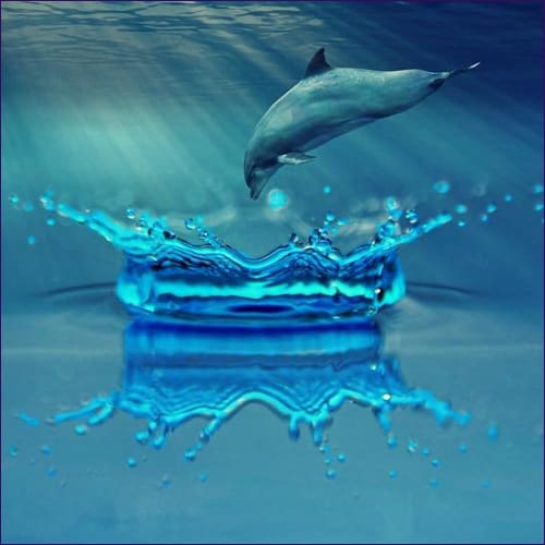 Dolphin Animal Meditation Empowerment
