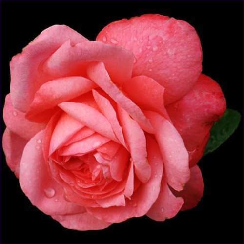 Letting Go Manifestation Reiki