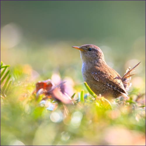 Spirits of the Air - Wren Energy