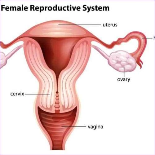 Womb Care Reiki Energy System
