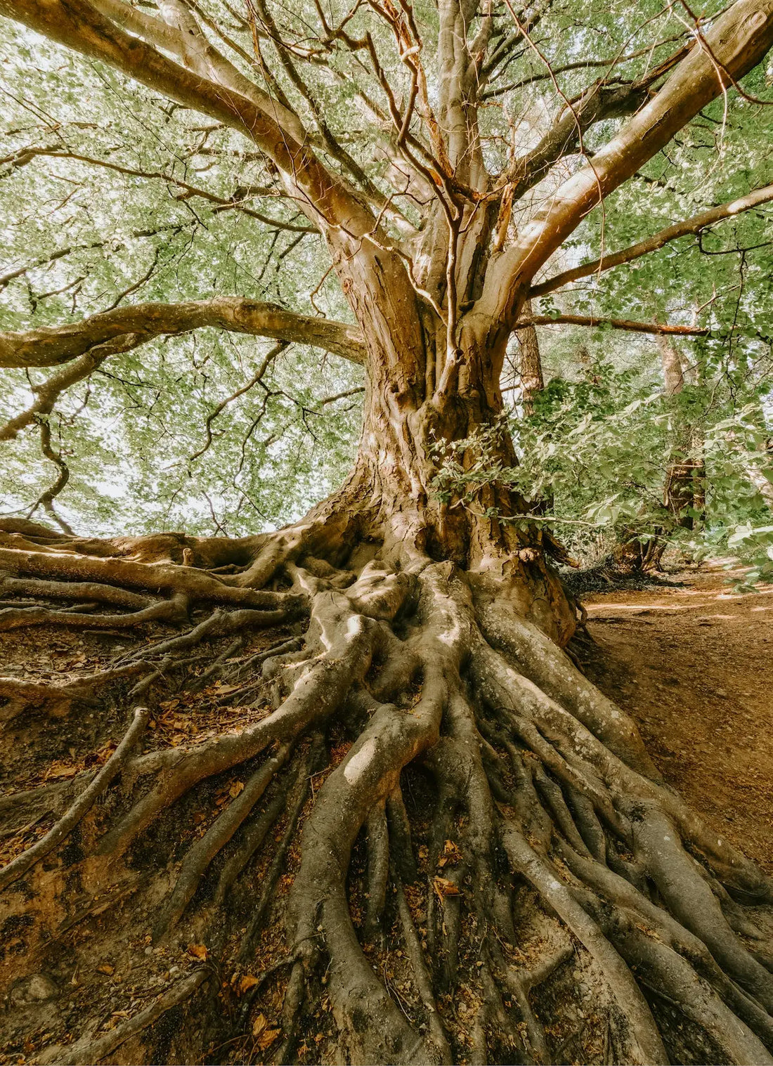 green tree during daytime
