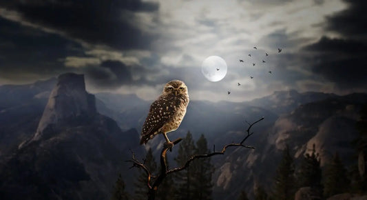 Dream Interpretation – Dreams About Birds