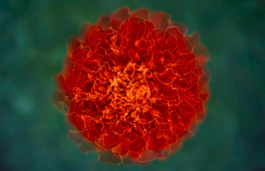 orange flower in close up photography