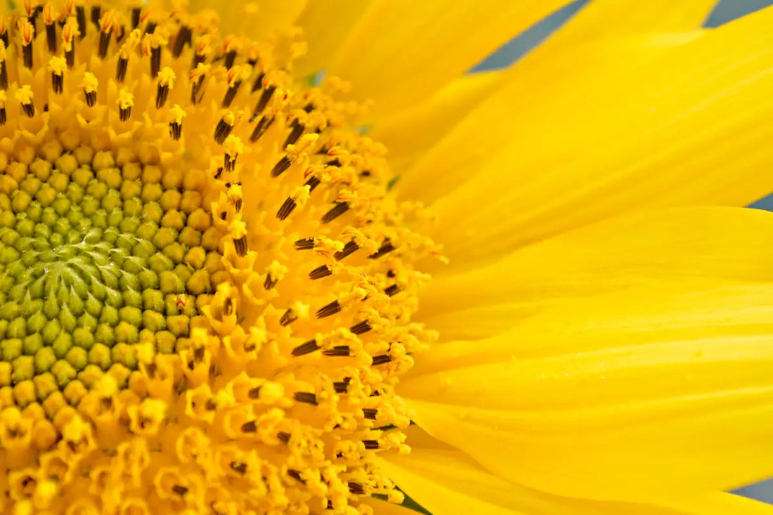 yellow petaled flower