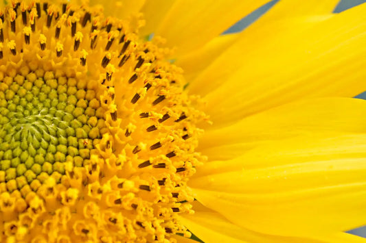 yellow petaled flower