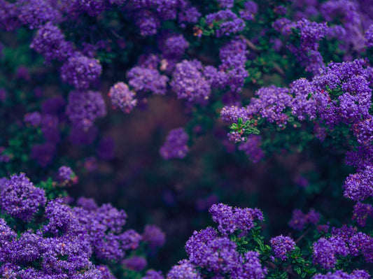 purple flower in macro lens