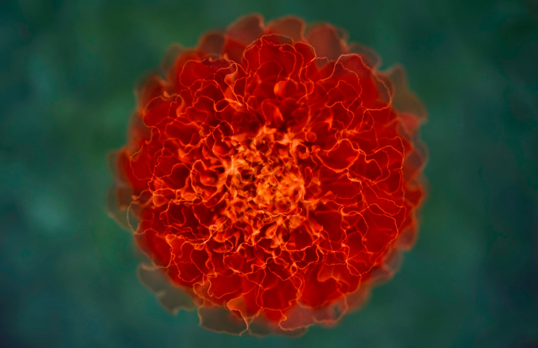 orange flower in close up photography