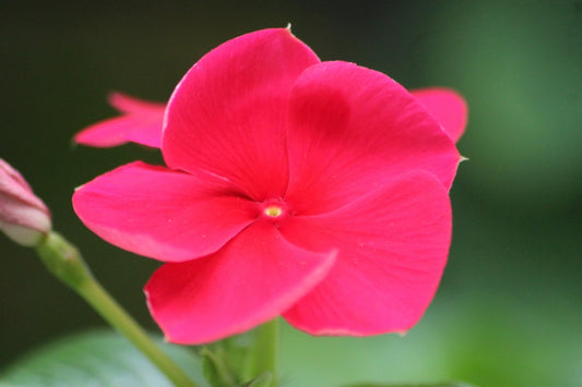 a pink flower with green leaves in the background