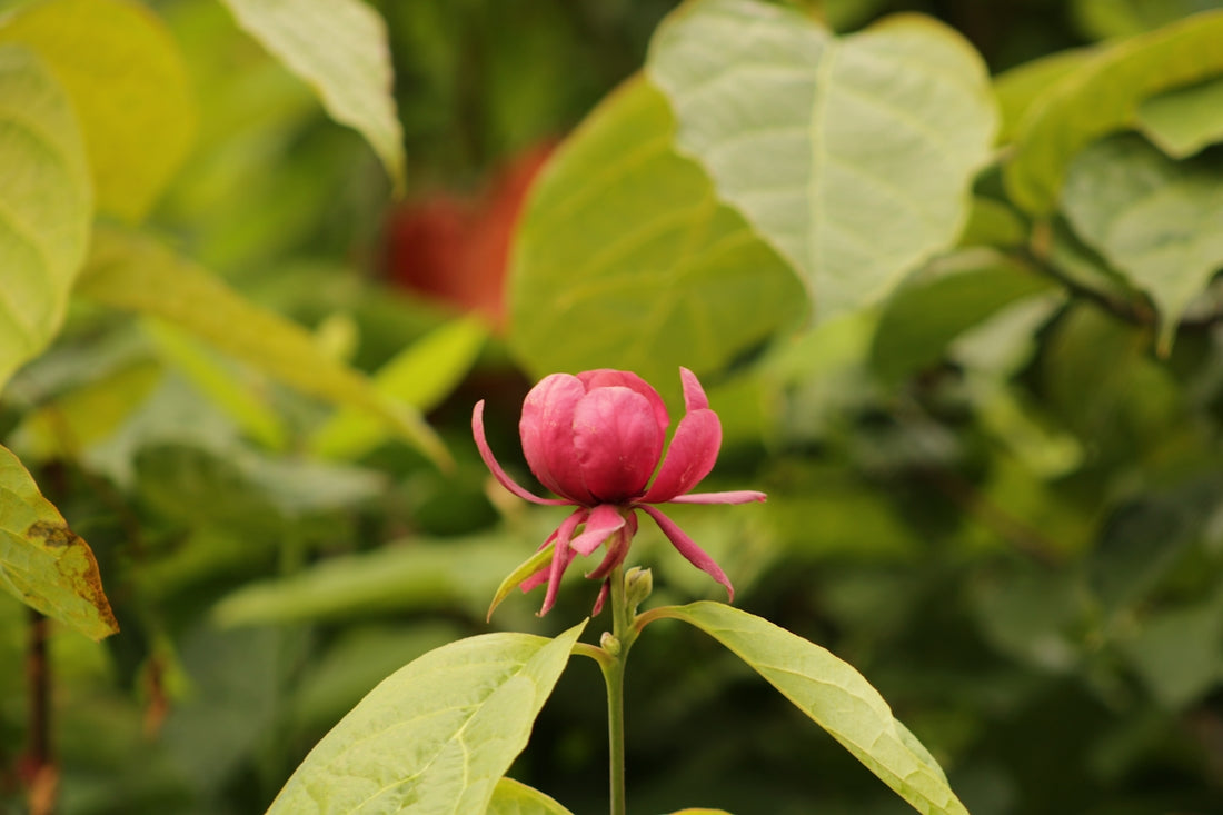 A pink flower with green leaves in the background