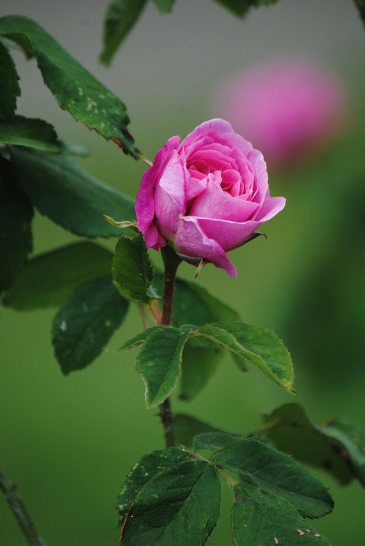 A pink rose bud blooms among lush green leaves.