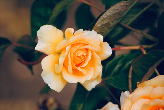 A beautiful yellow rose blooms in the garden.