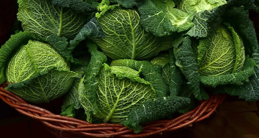 Supplies You Need to Grow Herbs