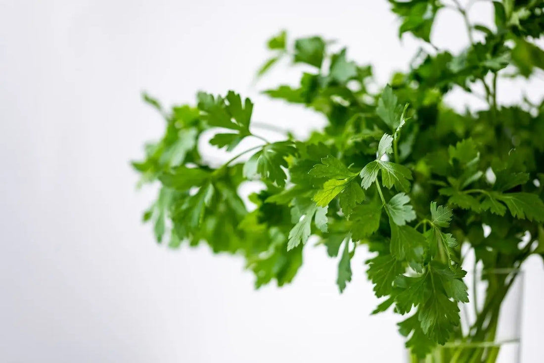 Tips for Herb Growing Success Indoors