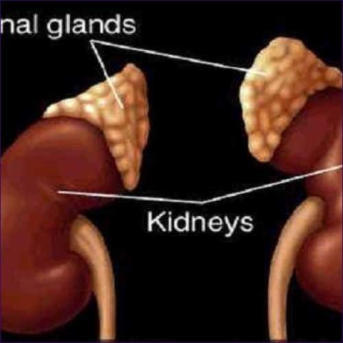 Adrenal Care ShaktiAttunement