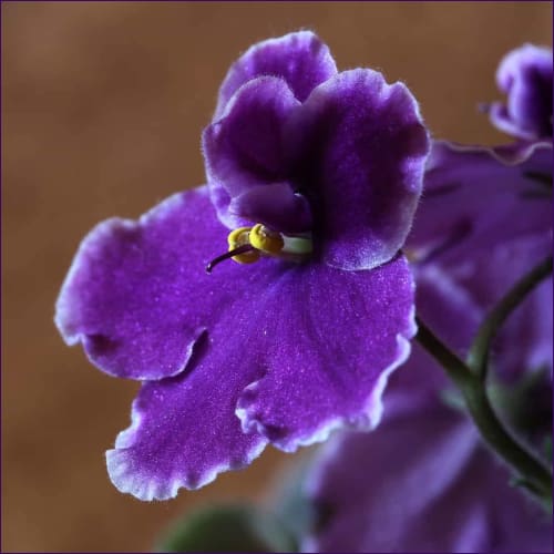 African Violet Octave Energy Ststem Attunement