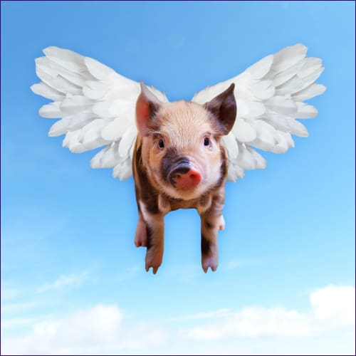 Arkan Sonney Faery Pig Empowerment