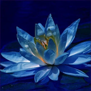 Blue Lotus Energy Healing System