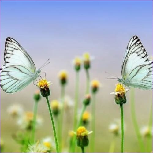 Butterfly of Abundance