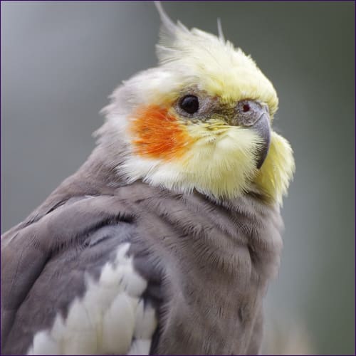 Cockatiel Animal Meditation Empowerment