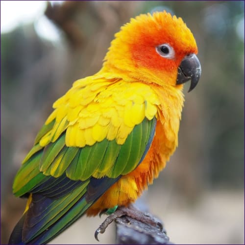 Conure Animal Meditation Empowerment