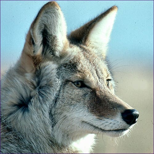 Coyote Reiki Empowerment