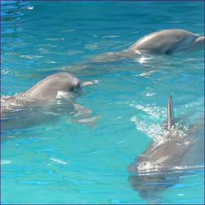 Dolphin Trilogy Reiki Attunement