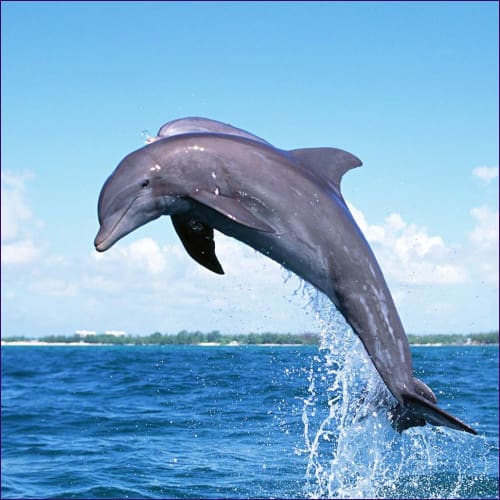 Dolphin White Wave Healing Reiki