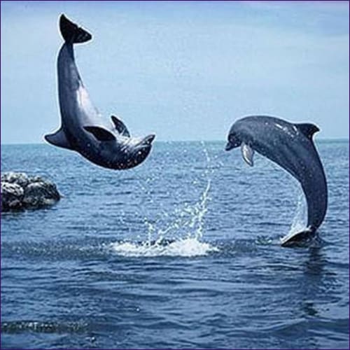 Dolphins Of Atlantis Reiki