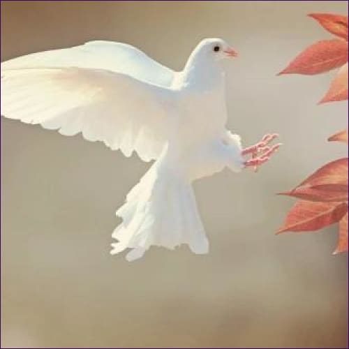 Dove Reiki