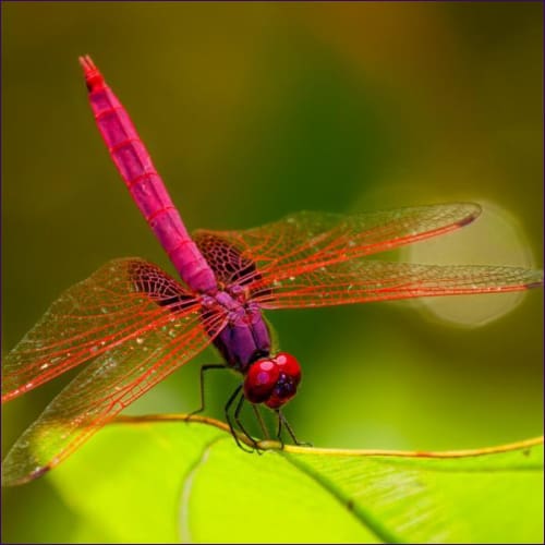 Dragonfly Vibration Harmony Reiki