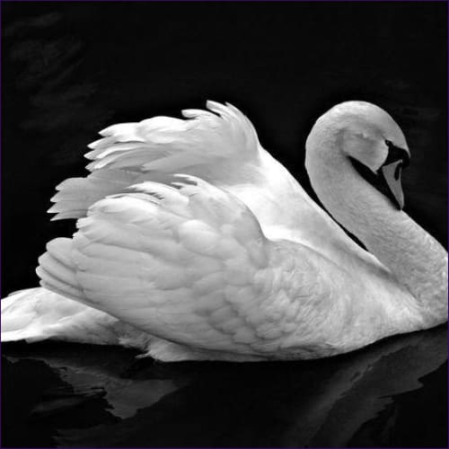 Dream Voyage of The Swan Attunement
