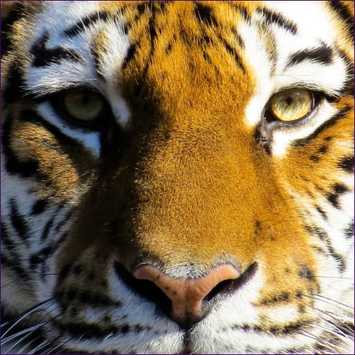 Eye Of The Tiger Reiki Empowerment