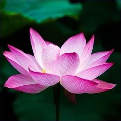 Flower Essences Meditation