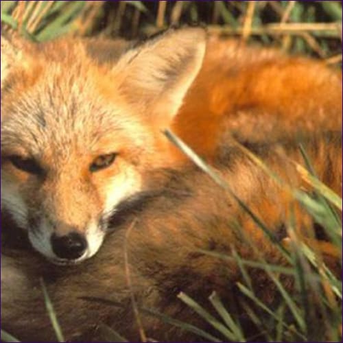 Fox Empowerment Reiki