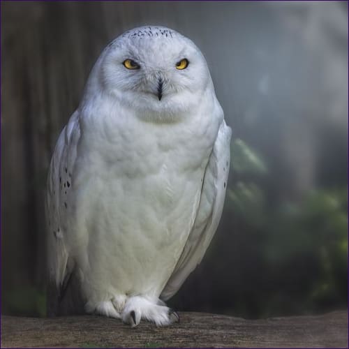 Goddess Athena’s White Owl Empowerment