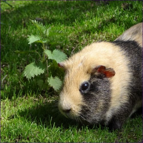 Guinea Pig Empowerment