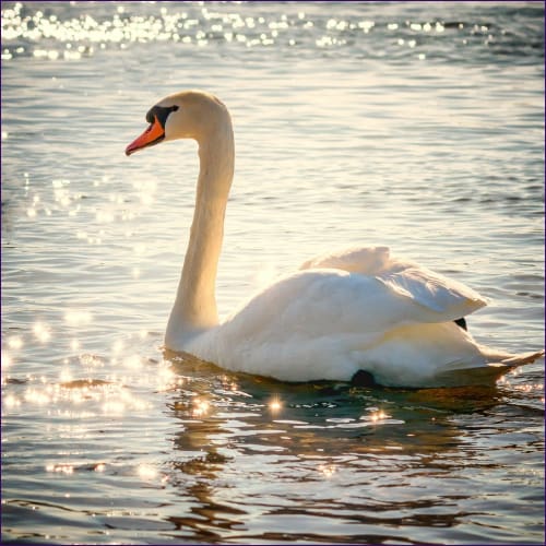 Healing Swan System Reiki