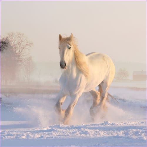 Horse Animal Meditation Empowerment