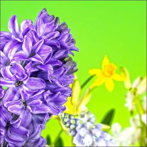 Hyacinth Psychic Clearing & Healing Empowerment