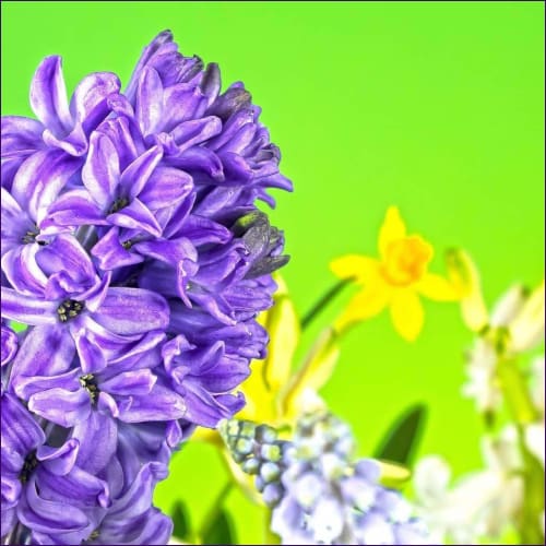 Hyacinth Psychic Clearing & Healing Empowerment
