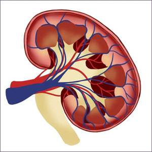 Kidney Meridian Cleansing From Sick And Bad Energy Reiki