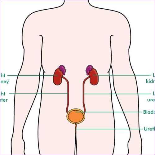 Kidneys And Bladder Care Attunement