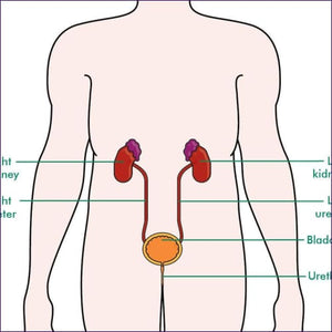 Kidneys And Bladder Care Attunement