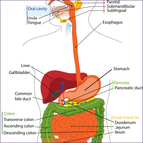 Liver Care Reiki Energy System