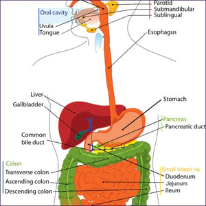 Liver Care Reiki Energy System