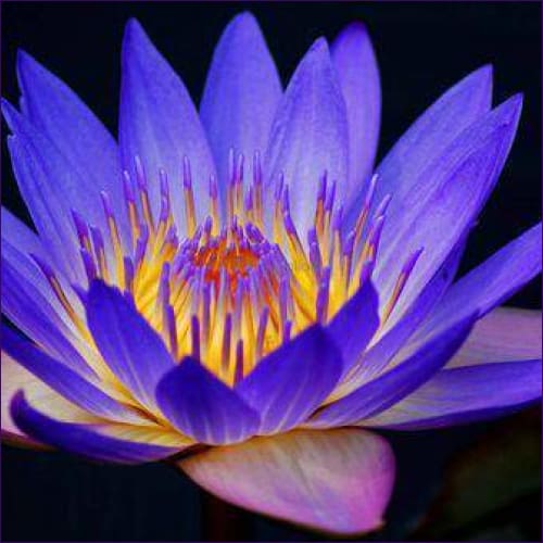 Lotus Healer Reiki