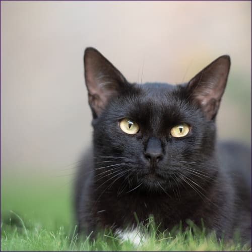 Lucky Black Cat Reiki Empowerment