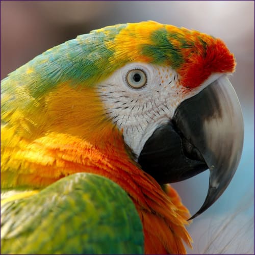 Macaw Animal Meditation Empowerment