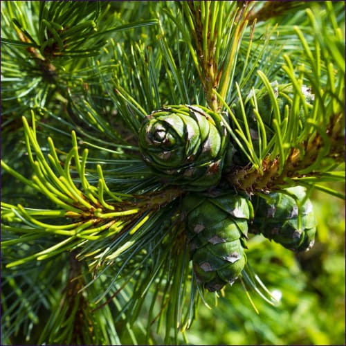 Magick & Abundance of the Pine and Cedar Empowerment