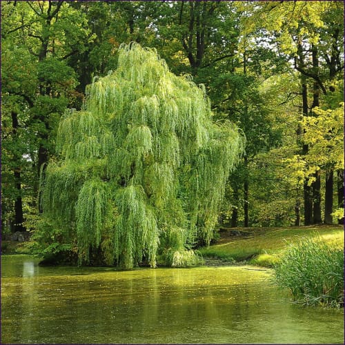 Magick & Healing Inspiration of the Willow Empowerment